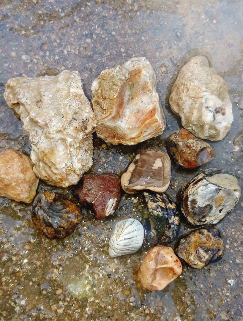 فسیل های کهنه