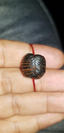 مهره