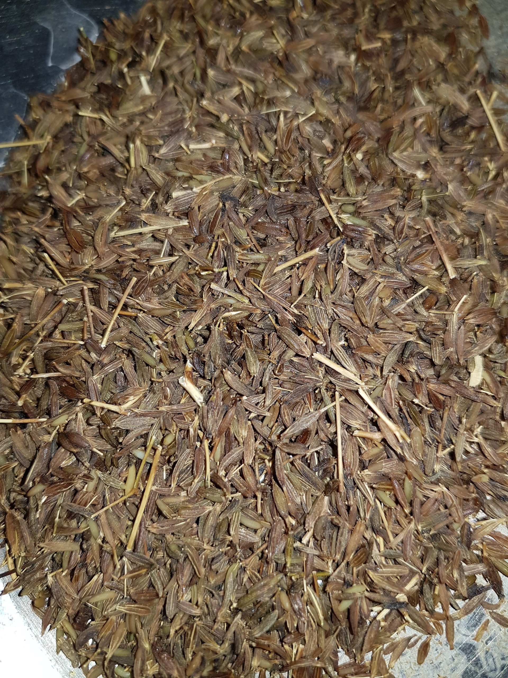زیره سیاه درجه یک محلی وکوهی کرمان