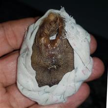 مهره