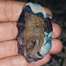 مهره