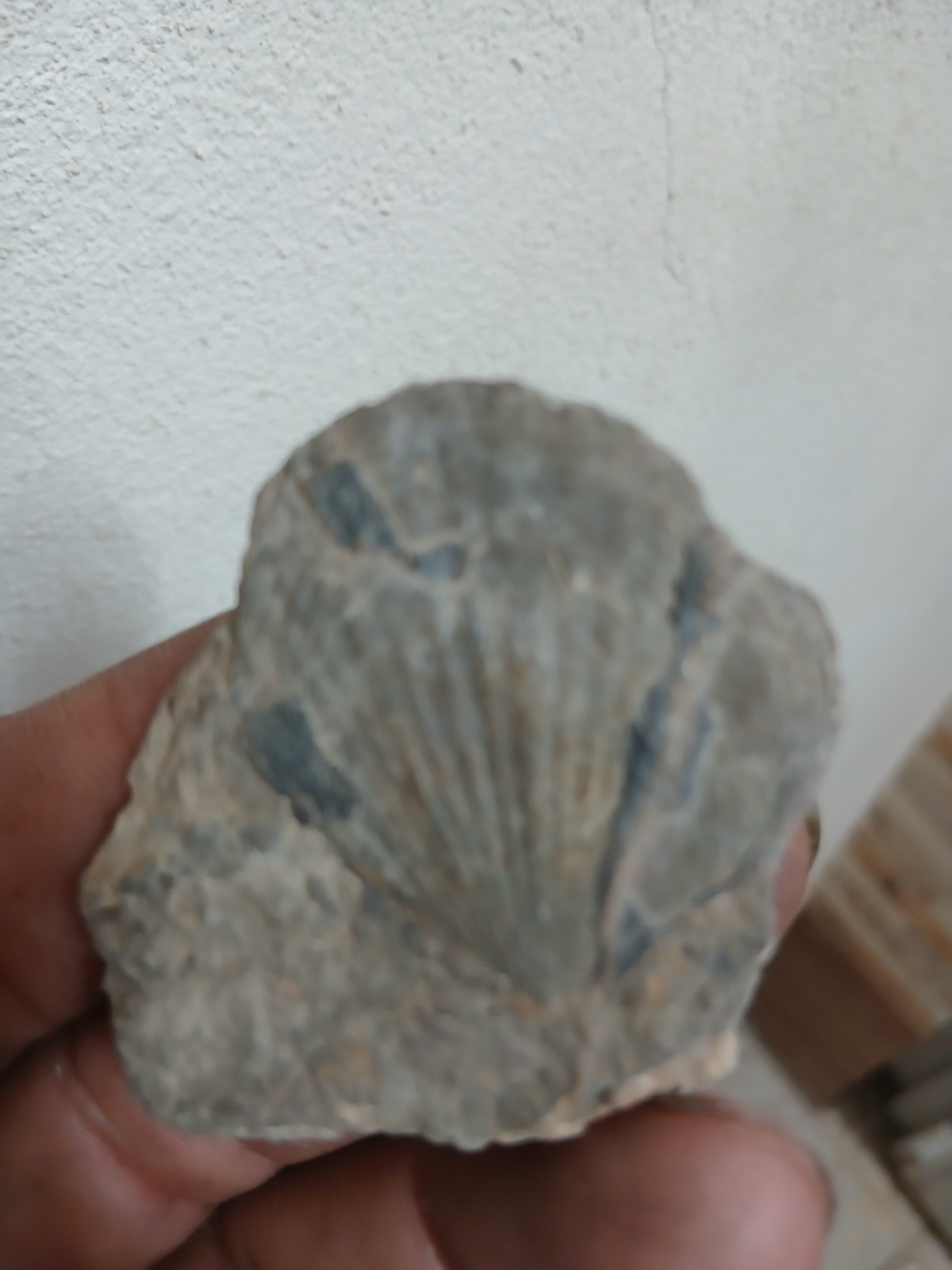 فسیل زیبای یکتا