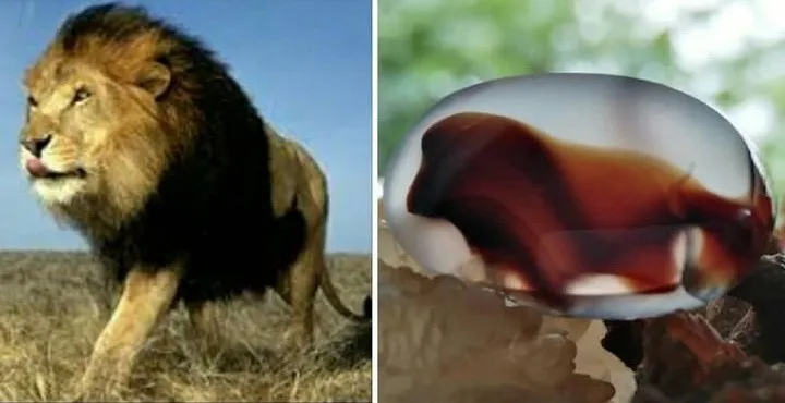 انگشتر شجر مصور شیر