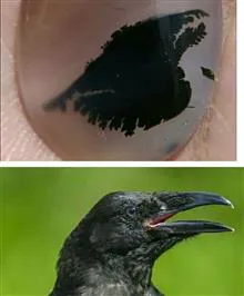 شجر