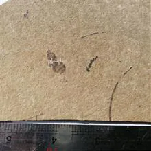 فسیل