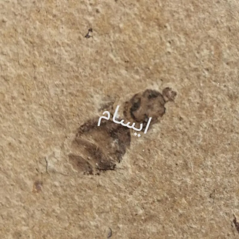فسیل کمیاب حشره سنوزوییک