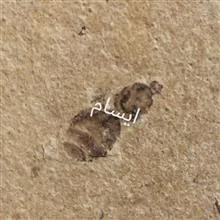 فسیل