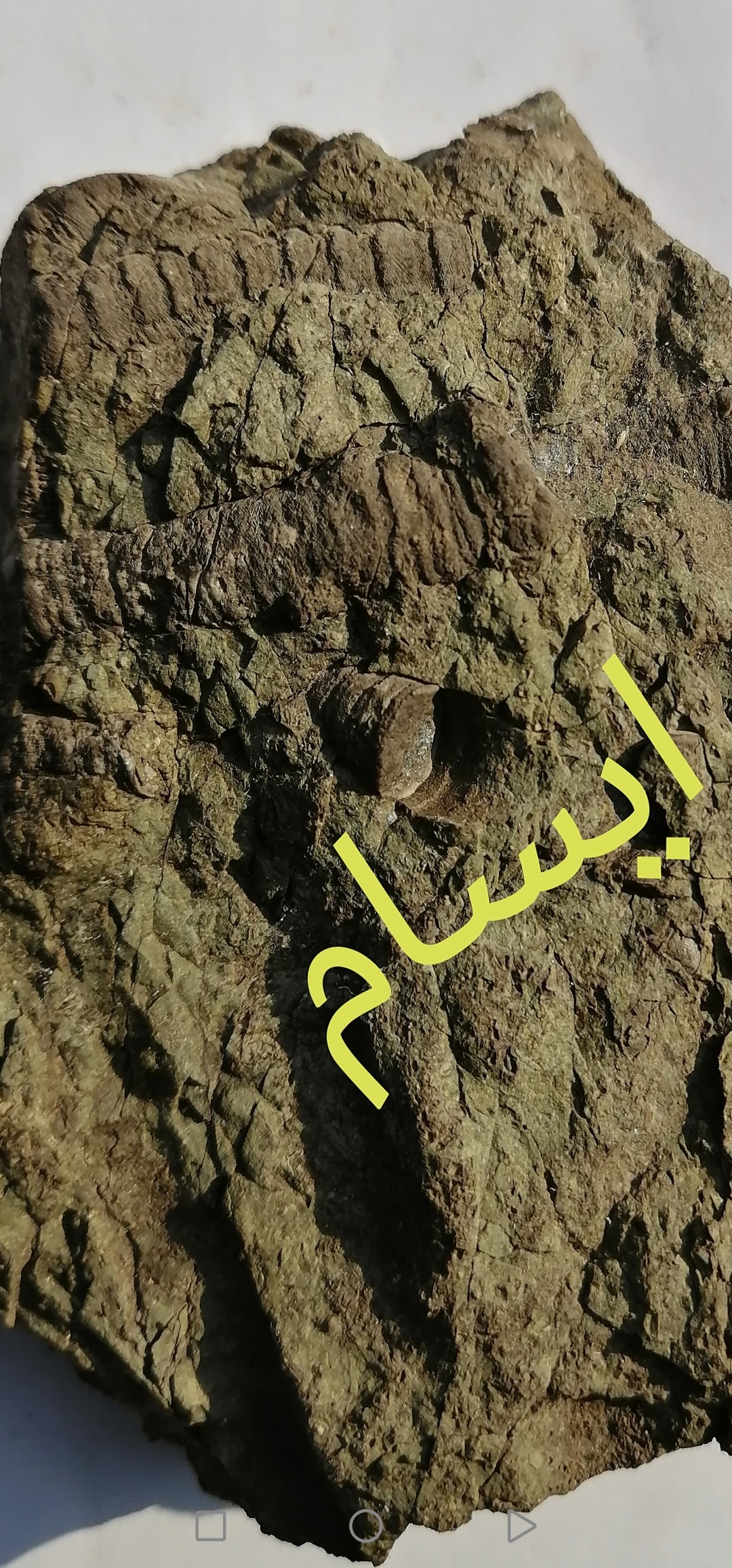 بستر سنگ فسیل کرینویید پرمین