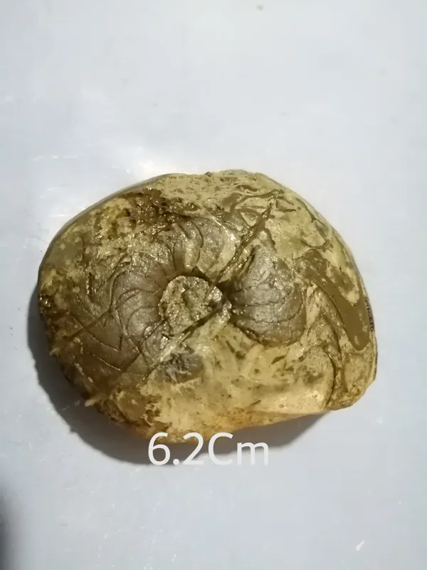 فسیل گونیاتیت پرمین