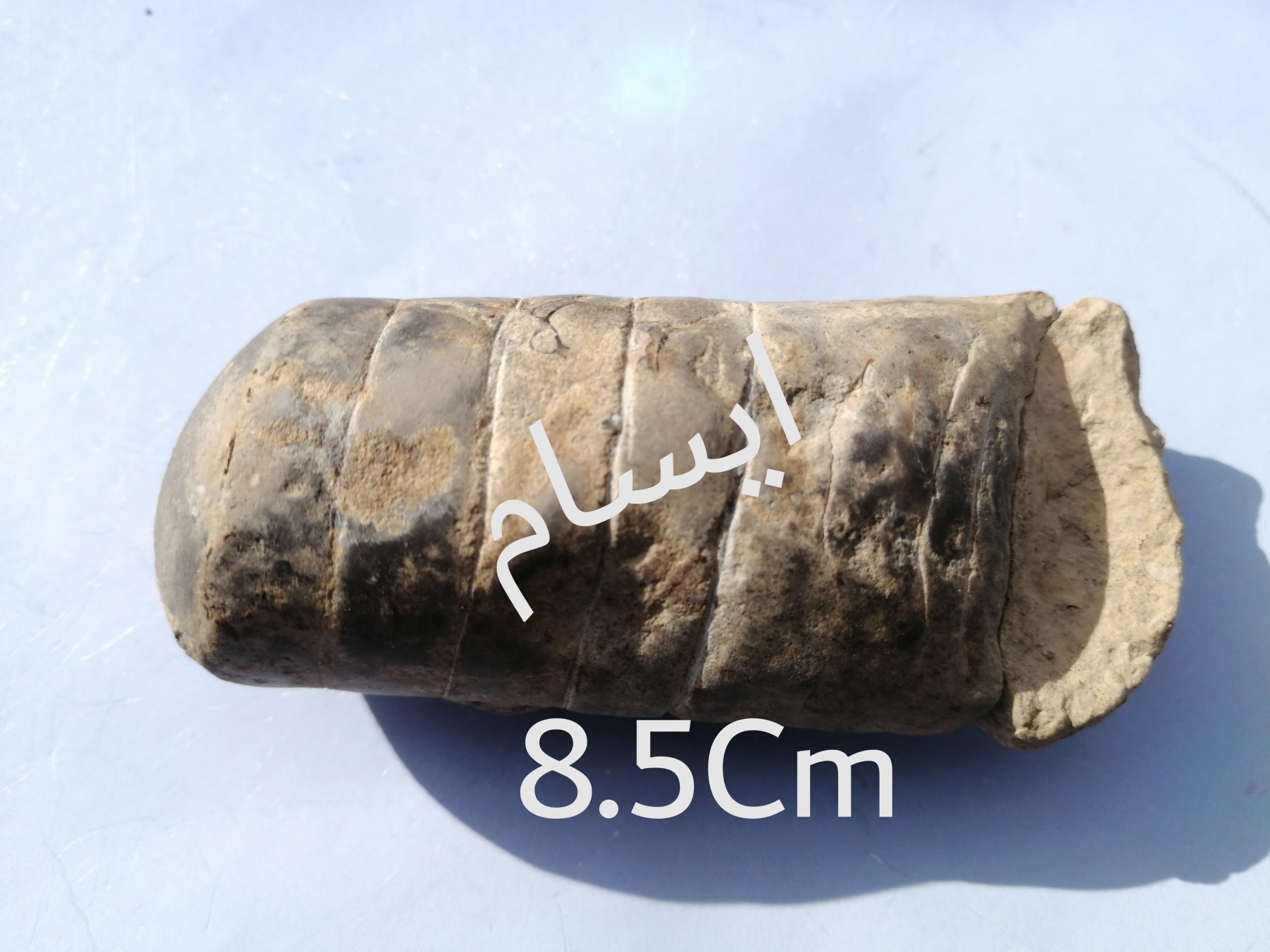 فسیل ارتوسراس زنهار از دونین نه اردوویسین(2)