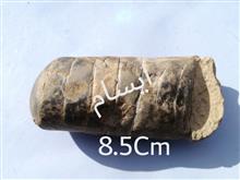 فسیل