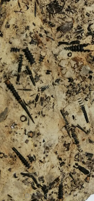 فسیل براکیوپود و تنتاکولیتس بربسترسنگ دونین