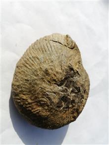 فسیل