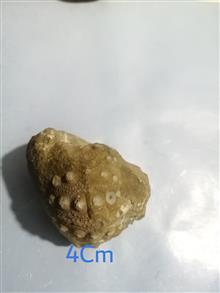 فسیل