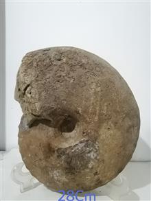 فسیل