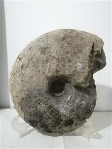 فسیل