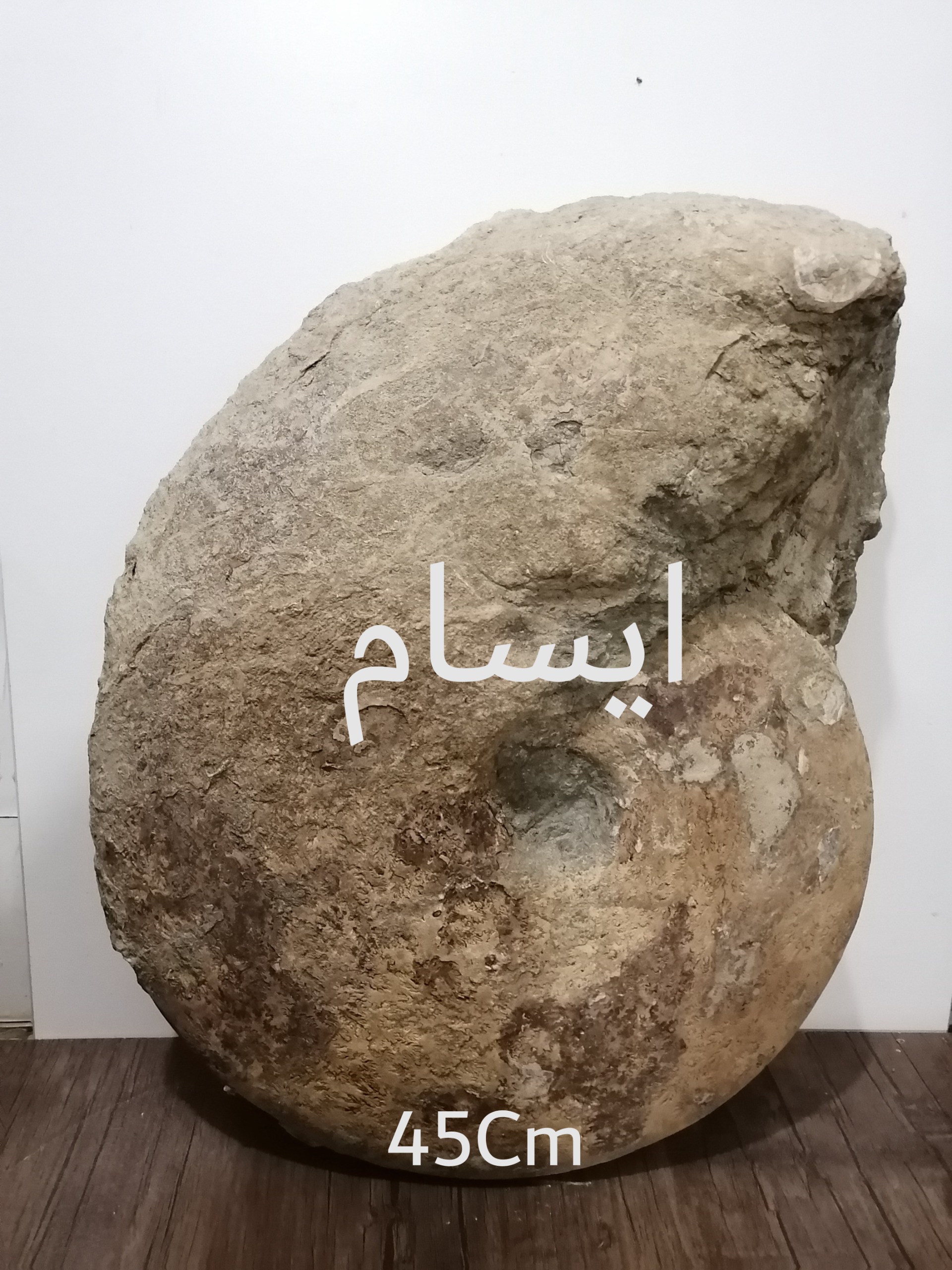 بزرگترین فسیل آمونیت ایسام با شاخصی در کنار45cm