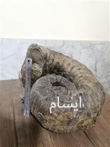 قطورترین