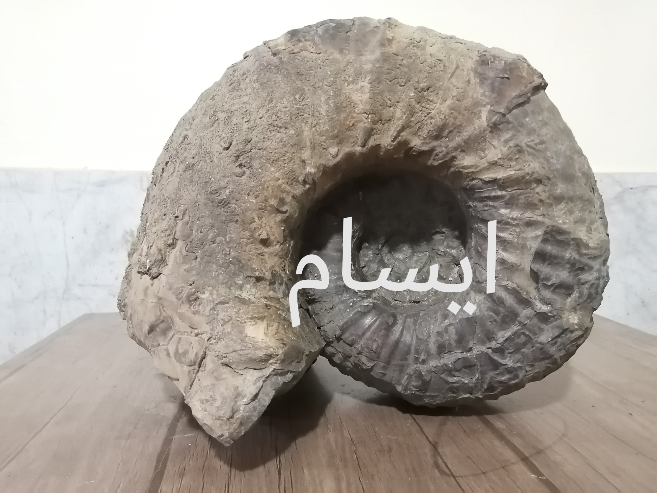 قطورترین فسیل امونیت ایسام با شاخصی در کنار
