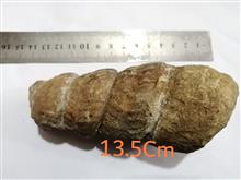 بزرگترین