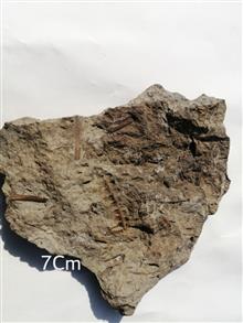 فسیل