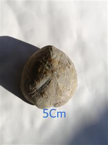 فسیل