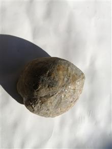 فسیل