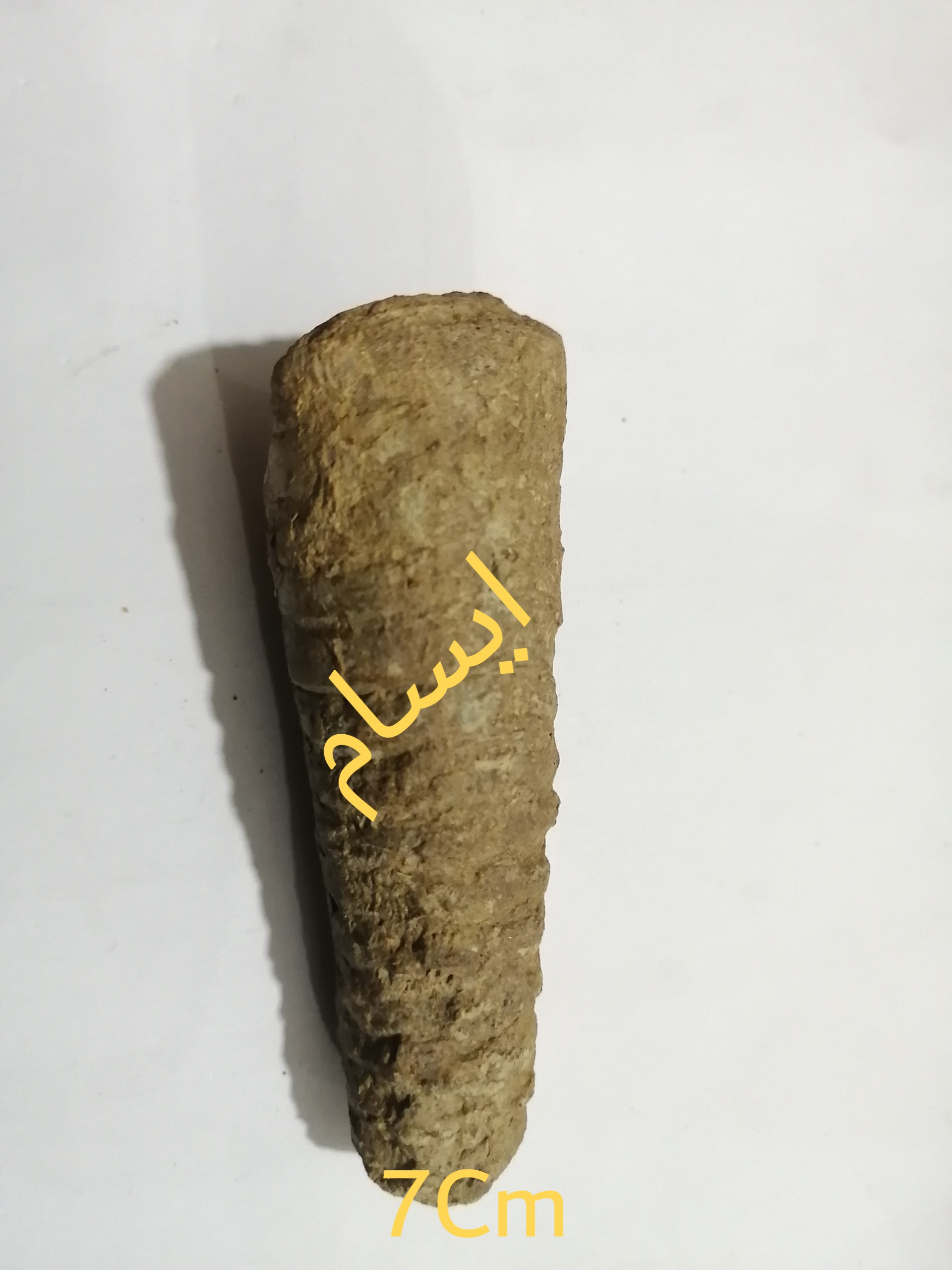 فسیل ارتوسراس زنهار از دونین نه اردوویسین