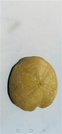 فسیل