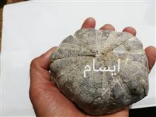 فسیل