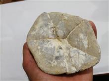 فسیل