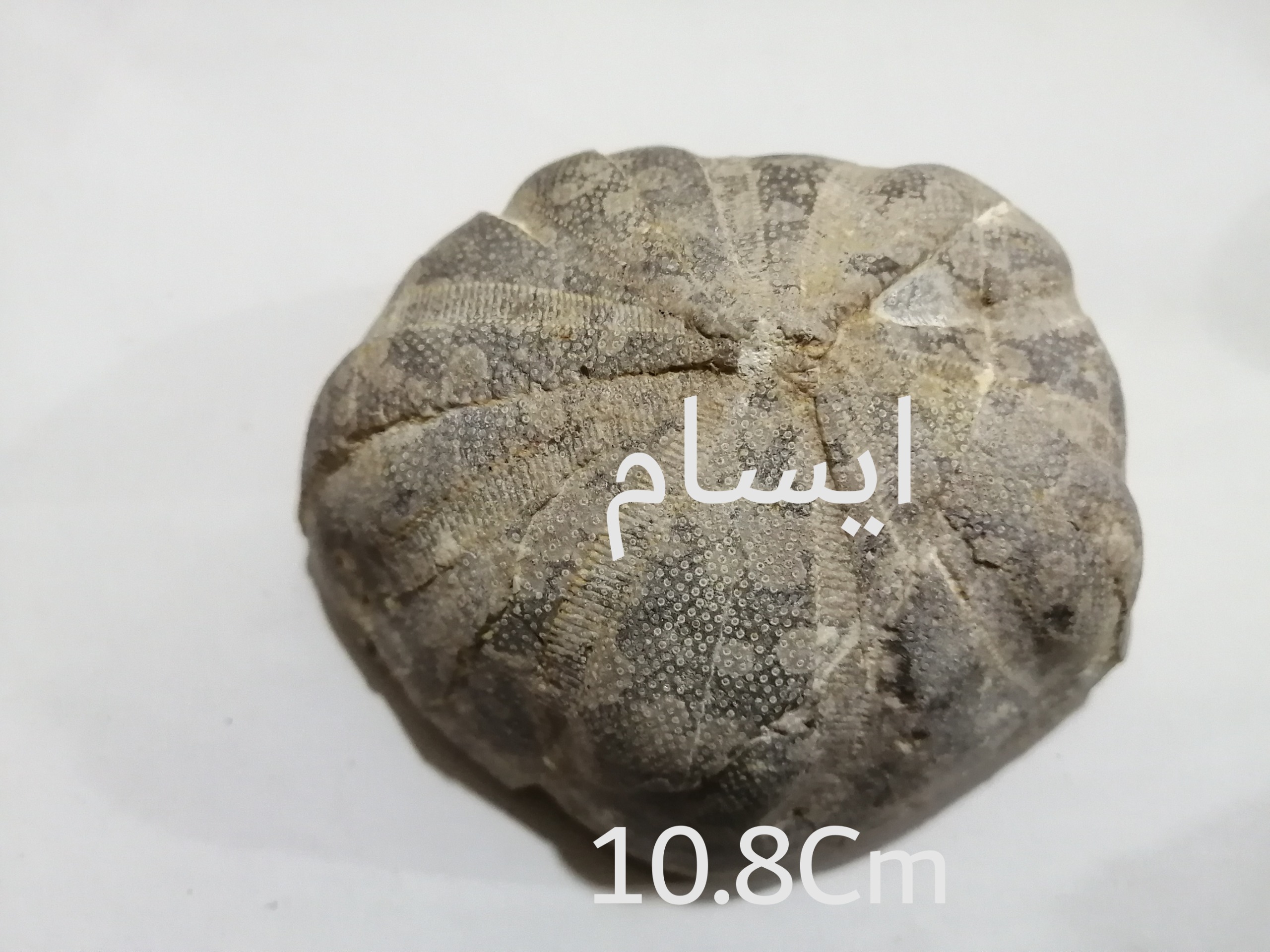 فسیل بزرگ خارپوست سالم نه دفورمه درپیت