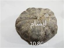 فسیل