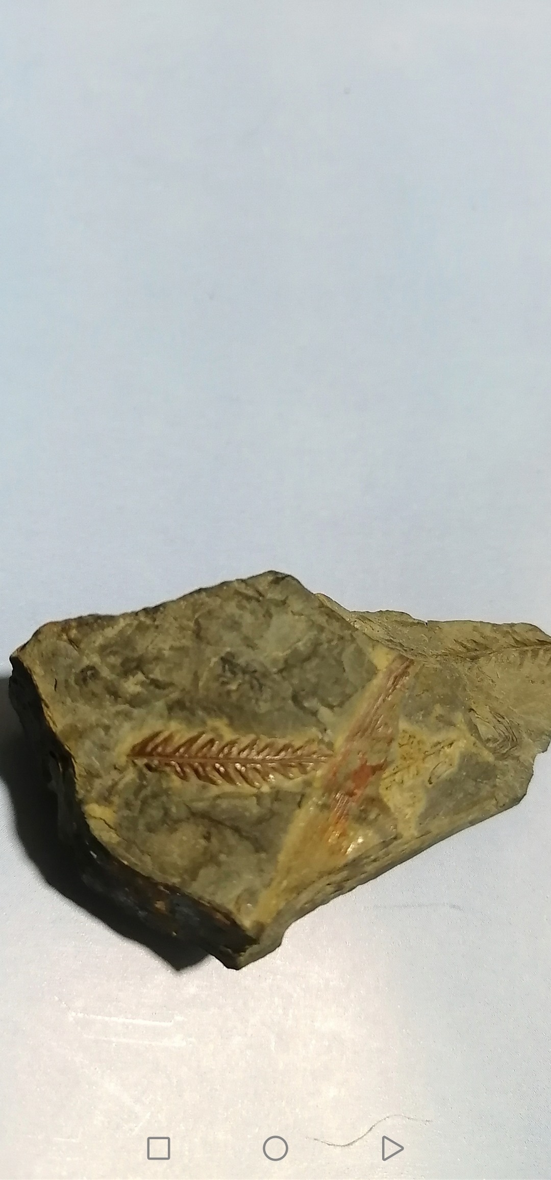 فسیل کمیاب سرخس از کرمان