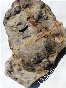 فسیل