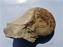 فسیل