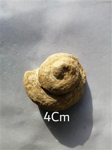 فسیل