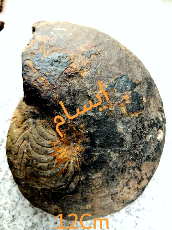 بزرگترین فسیل گونیاتیت دونین ایسام