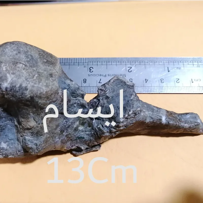 بزرگترین فسیل استخوان خزنده کرتاسه ایسام