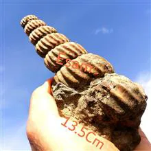 فاخرترین
