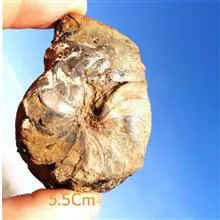 فسیل