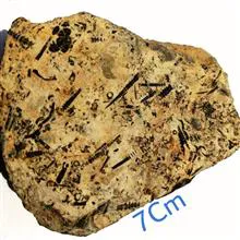 فسیل