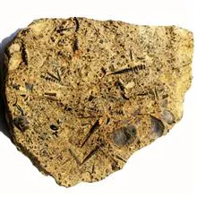 فسیل