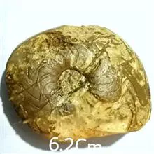فسیل