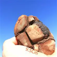 فسیل