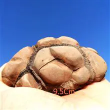 فسیل