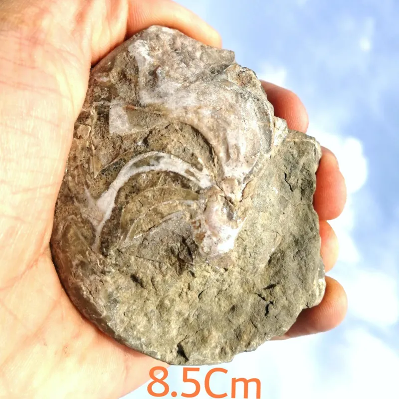 فسیل بزرگ و نایاب گونیاتیت