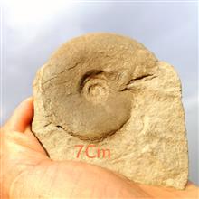 فسیل