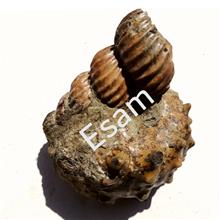 فاخرترین