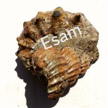 فاخرترین